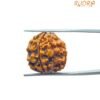 4 Mukhi Rudraksha Nepal - ( 18.20 Mm ) 15 4 Mukhi Rudraksha Nepal - ( 18.20 Mm )