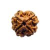 4 Mukhi Rudraksha Nepal - ( 18.20 Mm ) 16 4 Mukhi Rudraksha Nepal - ( 18.20 Mm )