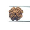 4 Mukhi Rudraksha Nepal - ( 18.30 Mm )