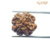 4 Mukhi Rudraksha Nepal - ( 18.30 Mm )