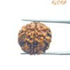 4 Mukhi Rudraksha Nepal - ( 18.30 Mm )