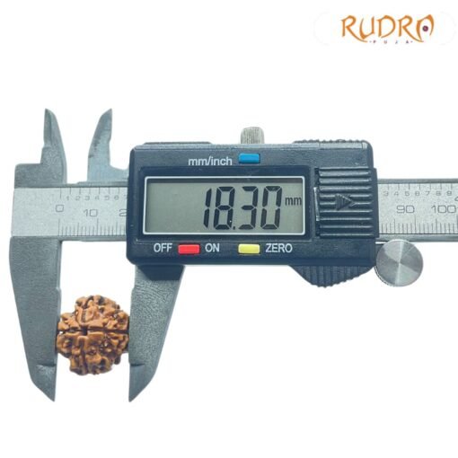 4 Mukhi Rudraksha Nepal - ( 18.30 Mm )