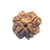 4 Mukhi Rudraksha Nepal - ( 18.30 Mm )