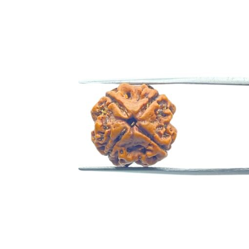 4-Mukhi-Rudraksha-Nepal-18.35-Mm-Mp-C.jpg