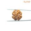 4 Mukhi Rudraksha Nepal - ( 18.37Mm ) 12 4-Mukhi-Rudraksha-Nepal-18.37Mm-Bp-C.jpg