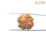 4-Mukhi-Rudraksha-Nepal-18.37MM-FP-C.jpg