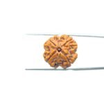 4-Mukhi-Rudraksha-Nepal-18.37MM-MP-C.jpg