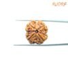 4 Mukhi Rudraksha Nepal - ( 18.37Mm ) 11 4-Mukhi-Rudraksha-Nepal-18.37Mm-Rp-C.jpg