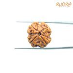 4-Mukhi-Rudraksha-Nepal-18.37Mm-Rp-C.jpg