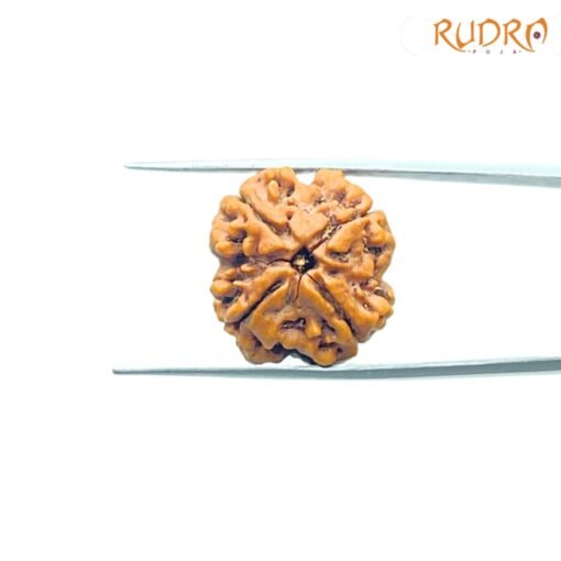 4-Mukhi-Rudraksha-Nepal-18.37Mm-Rp-C.jpg