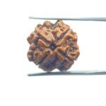 4 Mukhi Rudraksha Nepal - ( 18.40 MM )