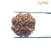 4 Mukhi Rudraksha Nepal - ( 18.40 Mm ) 14 4 Mukhi Rudraksha Nepal - ( 18.40 Mm )