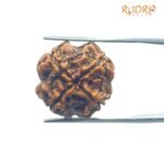 4 Mukhi Rudraksha Nepal - ( 18.40 MM )