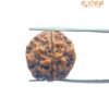 4 Mukhi Rudraksha Nepal - ( 18.40 Mm ) 15 4 Mukhi Rudraksha Nepal - ( 18.40 Mm )
