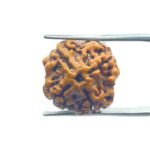 4 Mukhi Rudraksha Nepal - ( 18.45 MM )