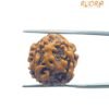 4 Mukhi Rudraksha Nepal - ( 18.45 Mm )