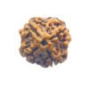 4 Mukhi Rudraksha Nepal - ( 18.45 Mm )