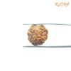 4-Mukhi-Rudraksha-Nepal-18.60-Mm-Bp-C.jpg