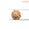 4-Mukhi-Rudraksha-Nepal-18.60-Mm-Fp-C-2.Jpg