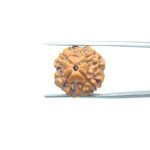 4-Mukhi-Rudraksha-Nepal-18.60-MM-MP-C.jpg