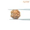 4-Mukhi-Rudraksha-Nepal-18.60-Mm-Rp-C.jpg