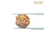 4-Mukhi-Rudraksha-Nepal-18.60-MM-RP-C.jpg