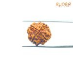 4-Mukhi-Rudraksha-Nepal-18.70-MM-BP-C.jpg