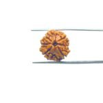 4-Mukhi-Rudraksha-Nepal-18.70-MM-MP-C.jpg