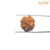 4-Mukhi-Rudraksha-Nepal-18.70-Mm-Rp-C.jpg