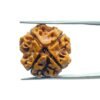 4 Mukhi Rudraksha Nepal - ( 18.95 Mm )