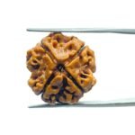 4 Mukhi Rudraksha Nepal - ( 18.95 MM )