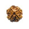 4 Mukhi Rudraksha Nepal - ( 18.95 Mm )