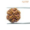 4 Mukhi Rudraksha Nepal - ( 18.95 Mm )