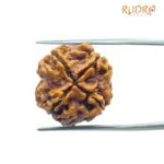 4 Mukhi Rudraksha Nepal - ( 18.95 MM )