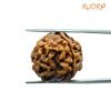4 Mukhi Rudraksha Nepal - ( 18.95 Mm )