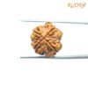 4-Mukhi-Rudraksha-Nepal-19.05Mm-Bp-C.jpg