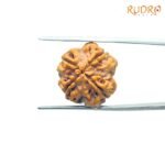 4-Mukhi-Rudraksha-Nepal-19.05MM-BP-C.jpg
