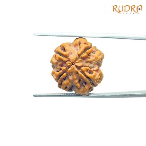 4-Mukhi-Rudraksha-Nepal-19.05Mm-Bp-C.jpg