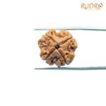 4-Mukhi-Rudraksha-Nepal-19.05Mm-Fp-C.jpg