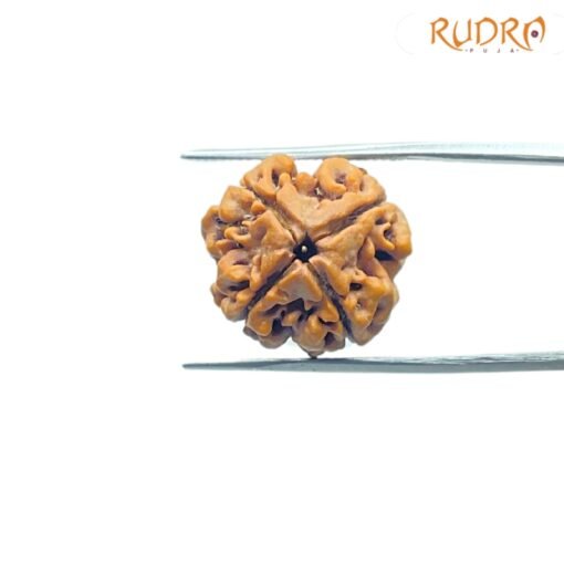 4-Mukhi-Rudraksha-Nepal-19.05Mm-Fp-C.jpg