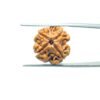 4-Mukhi-Rudraksha-Nepal-19.05Mm-Mp-C.jpg