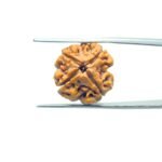 4-Mukhi-Rudraksha-Nepal-19.05MM-MP-C.jpg