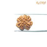 4-Mukhi-Rudraksha-Nepal-19.05Mm-Rp-C.jpg