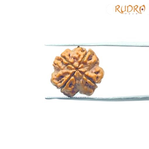 4-Mukhi-Rudraksha-Nepal-19.05Mm-Rp-C.jpg