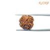 4-Mukhi-Rudraksha-Nepal-19.10-Mm-Mp-C.jpg