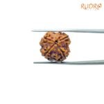 4-Mukhi-Rudraksha-Nepal-19.10-MM-MP-C.jpg