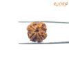 4-Mukhi-Rudraksha-Nepal-19.10-Mm-Fp-C.jpg