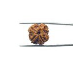 4-Mukhi-Rudraksha-Nepal-19.10-MM-MP-C.jpg