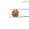 4-Mukhi-Rudraksha-Nepal-19.10-Mm-Fp-C.jpg