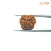 4-Mukhi-Rudraksha-Nepal-19.15-Mm-Bp-C.jpg